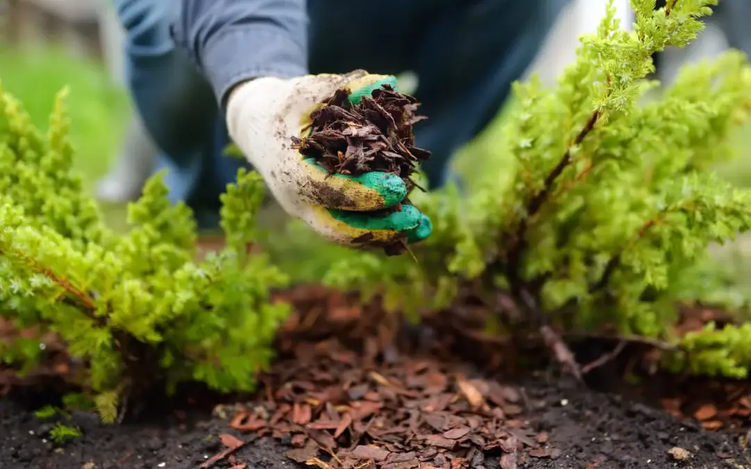 Why Price Comparison and Directory Sites May Not Be the Ideal Way to Find Professional Landscaping Companies