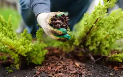 Why Price Comparison and Directory Sites May Not Be the Ideal Way to Find Professional Landscaping Companies